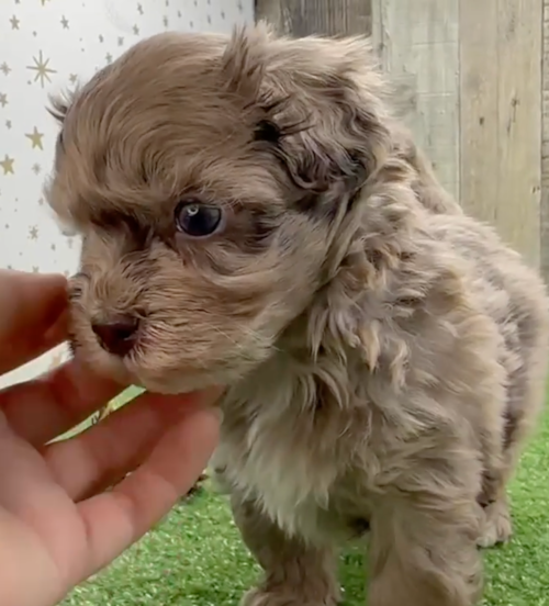 sable havapoo puppy with wavy hair